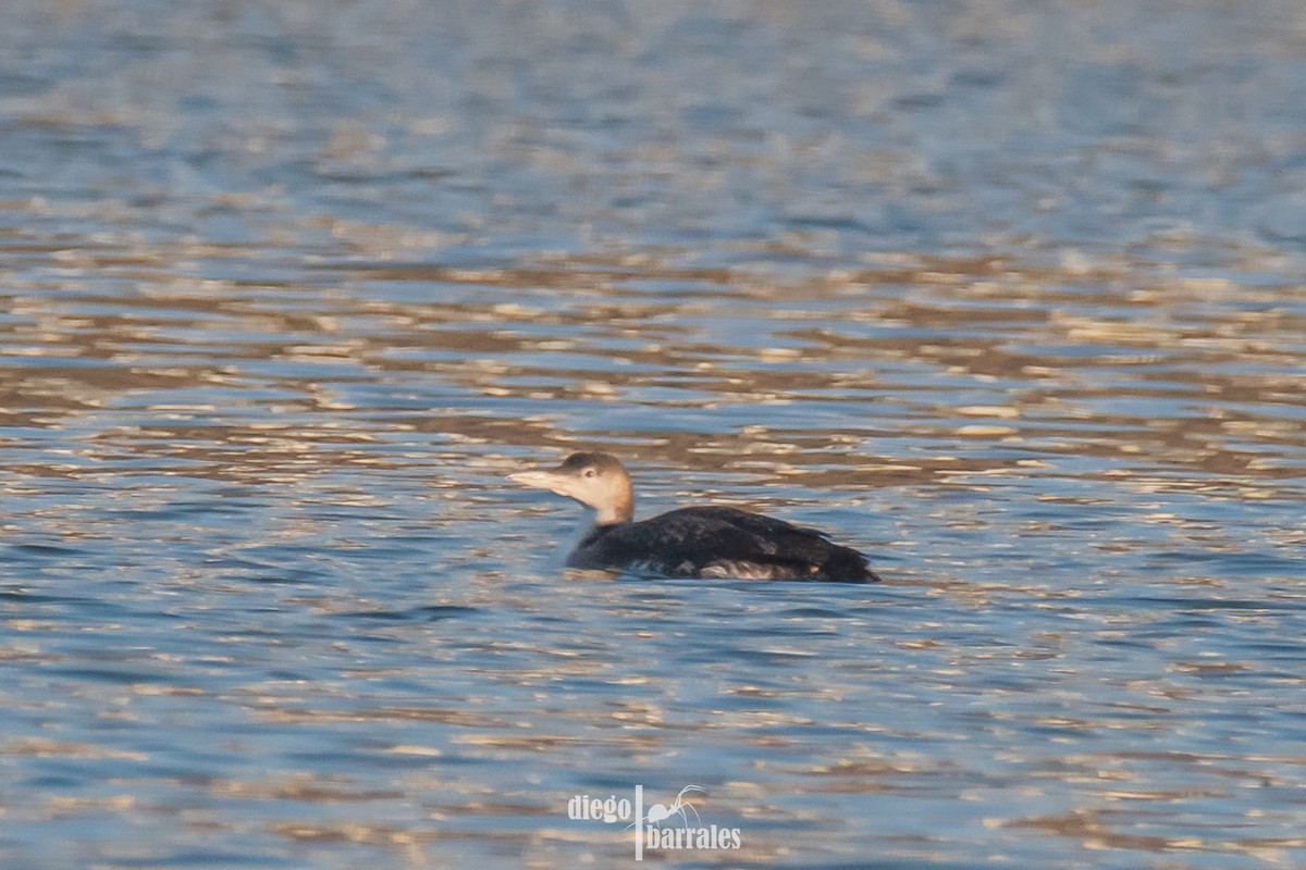 Plongeon huard - ML616822290