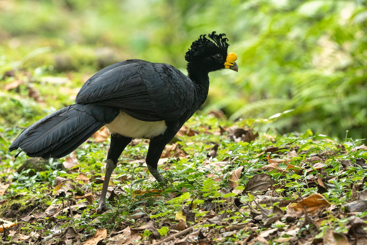 Great Curassow - ML616822341