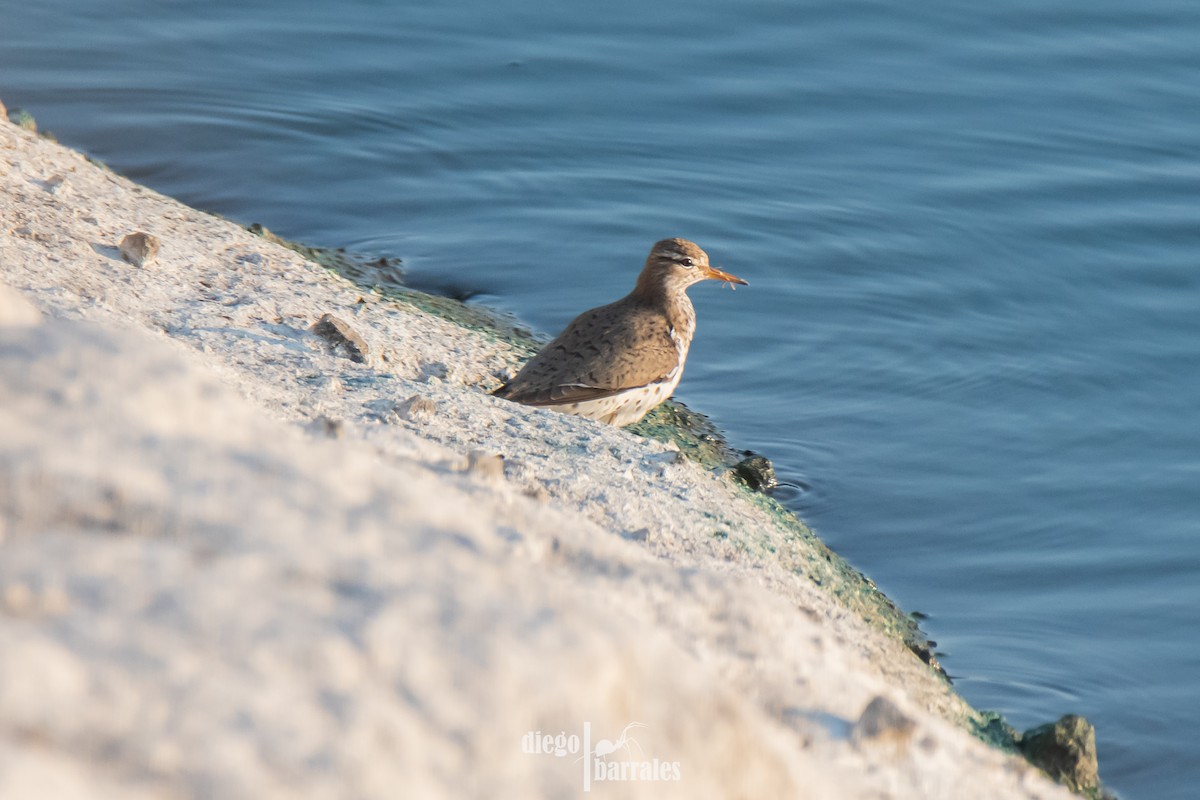 Spotted Sandpiper - ML616822344