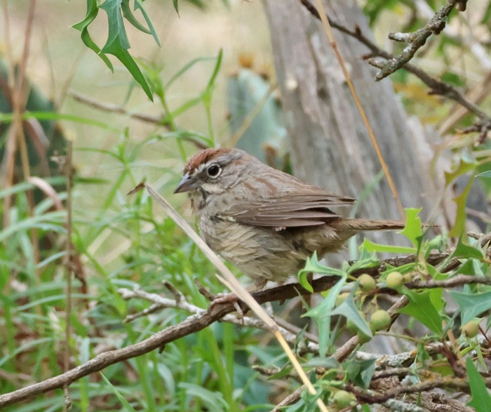 Rufous-crowned Sparrow - ML616822348