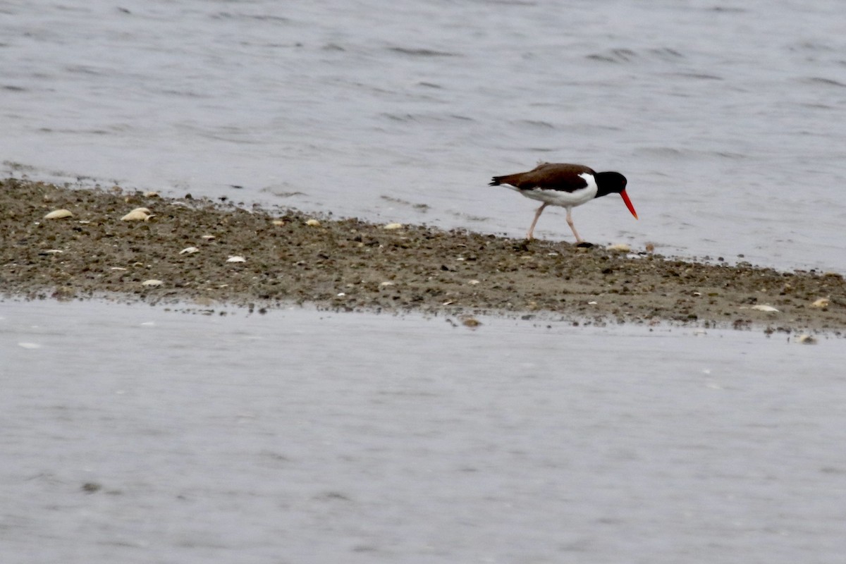 American Oystercatcher - ML616822356