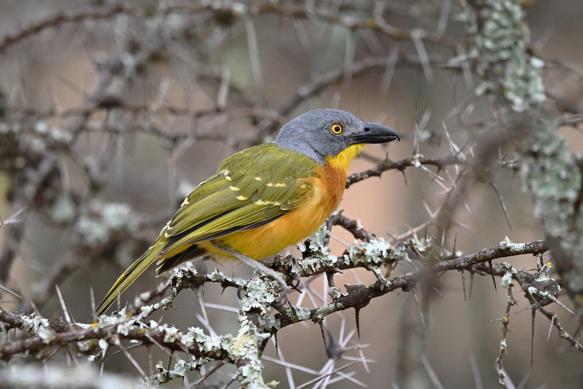 Gray-headed Bushshrike - ML616822419