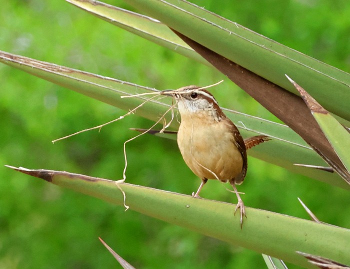 Carolina Wren - ML616822435