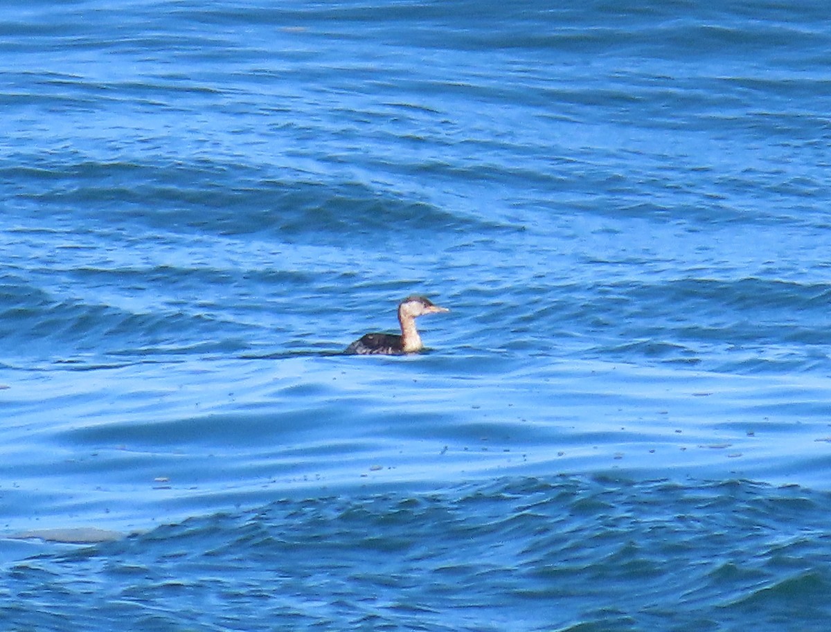 Red-necked Grebe - ML616822478