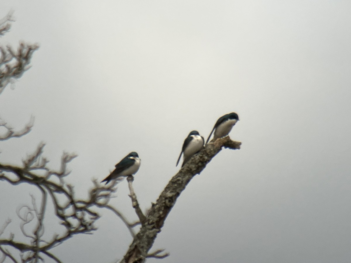 Tree Swallow - Larry Therrien