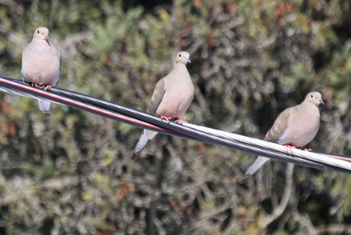 Mourning Dove - ML616822540