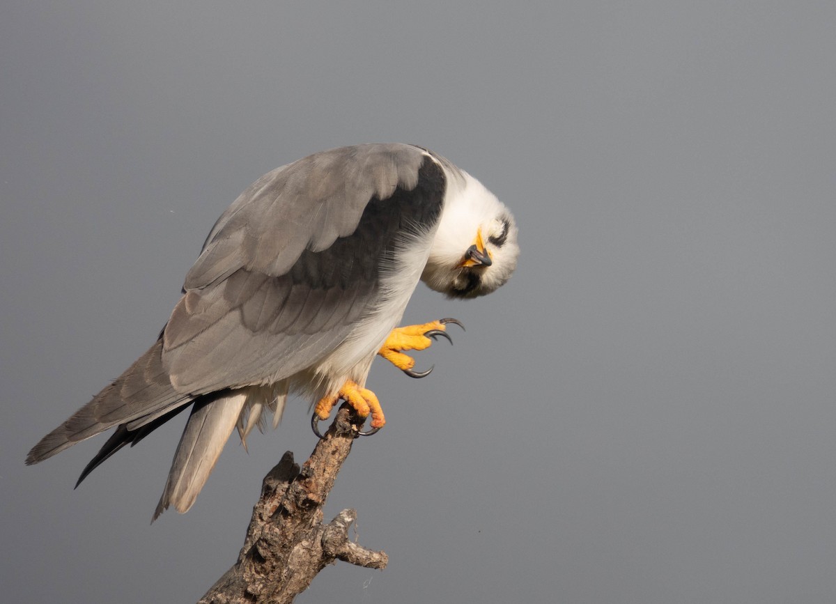 Black-winged Kite - Rhys Gwilliam