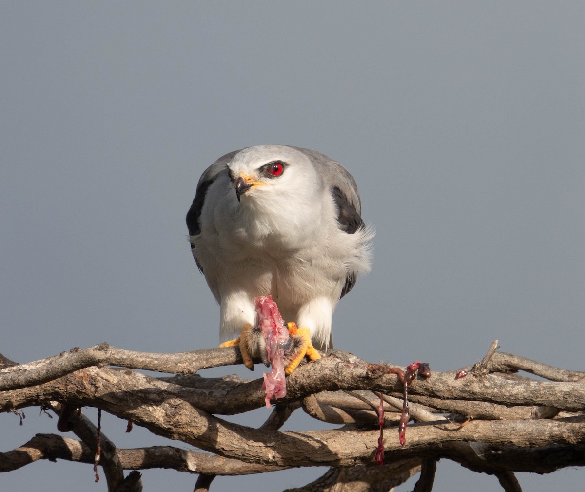 Black-winged Kite - Rhys Gwilliam