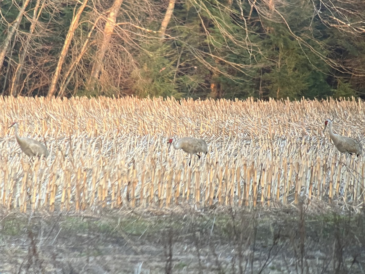 Sandhill Crane - ML616822603