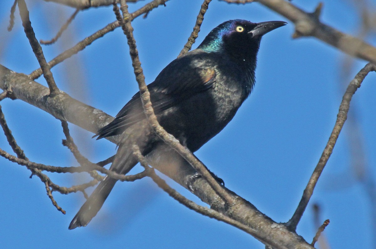 Common Grackle - ML616822629