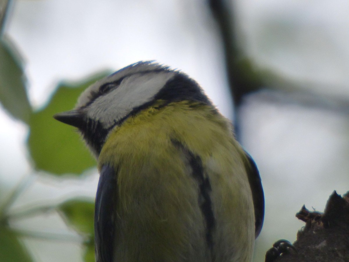 Eurasian Blue Tit - ML616822637