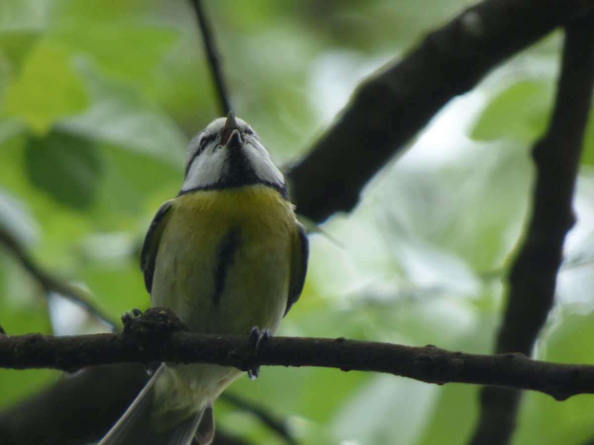 Eurasian Blue Tit - ML616822638