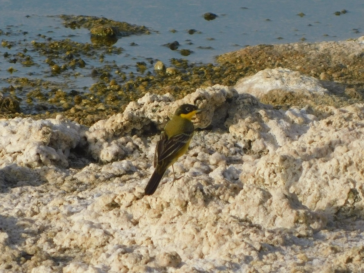 Western Yellow Wagtail - ML616822648