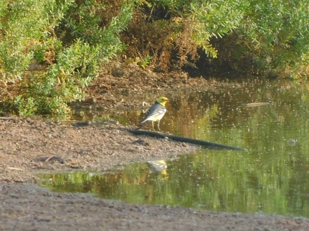 Citrine Wagtail - Lavie Ragen