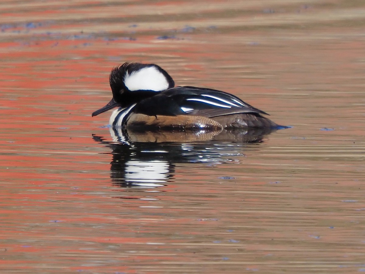 Hooded Merganser - ML616822684