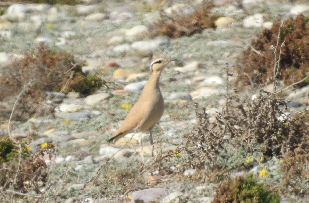 Cream-colored Courser - David Cristóbal Huertas