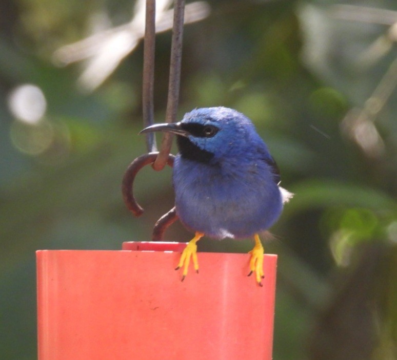 Shining Honeycreeper - ML616822704