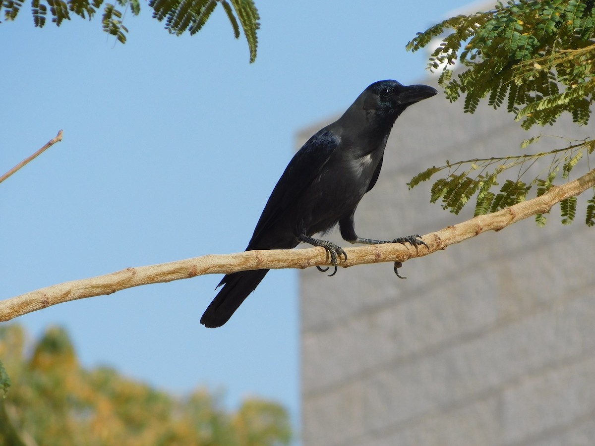 House Crow - ML616822705