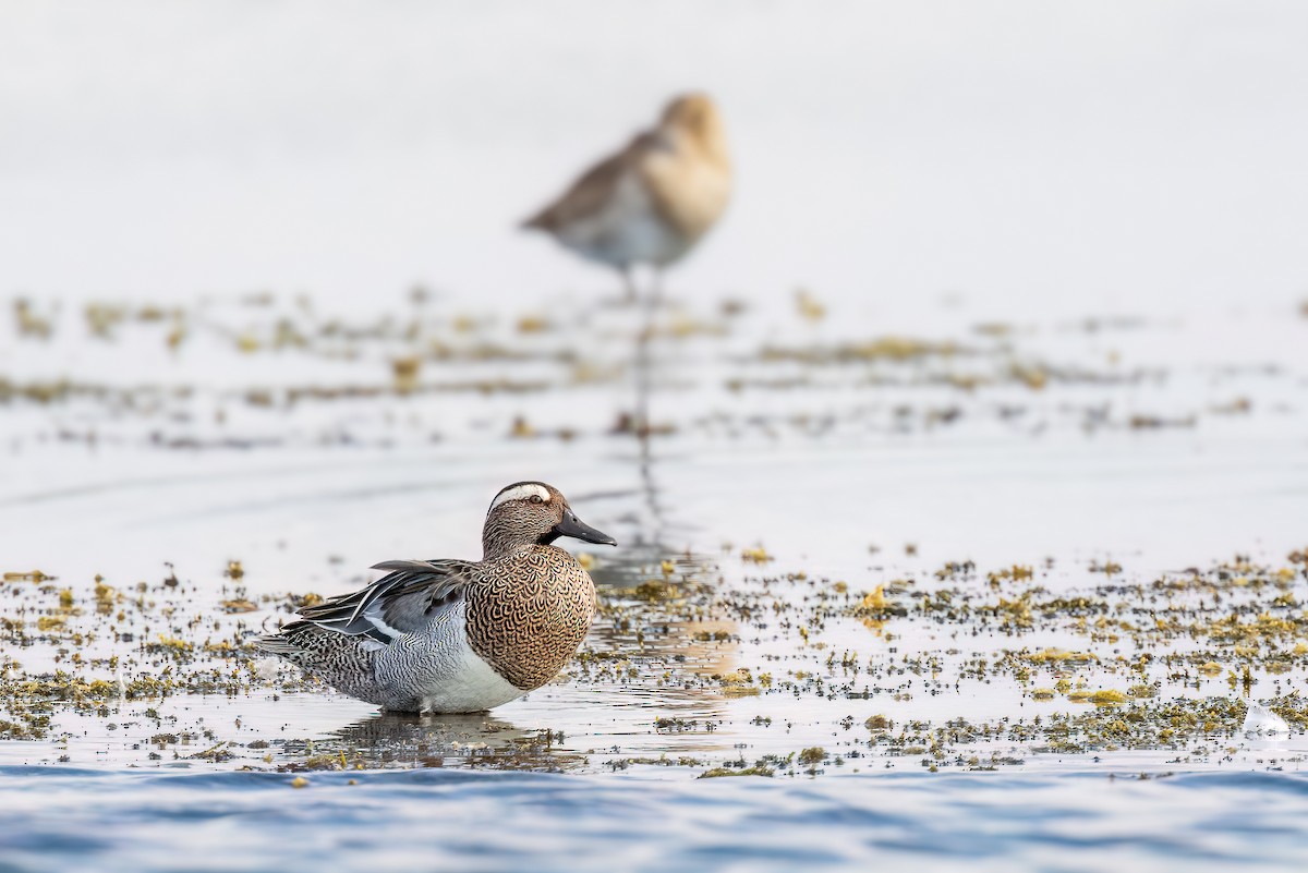 Garganey - ML616822712