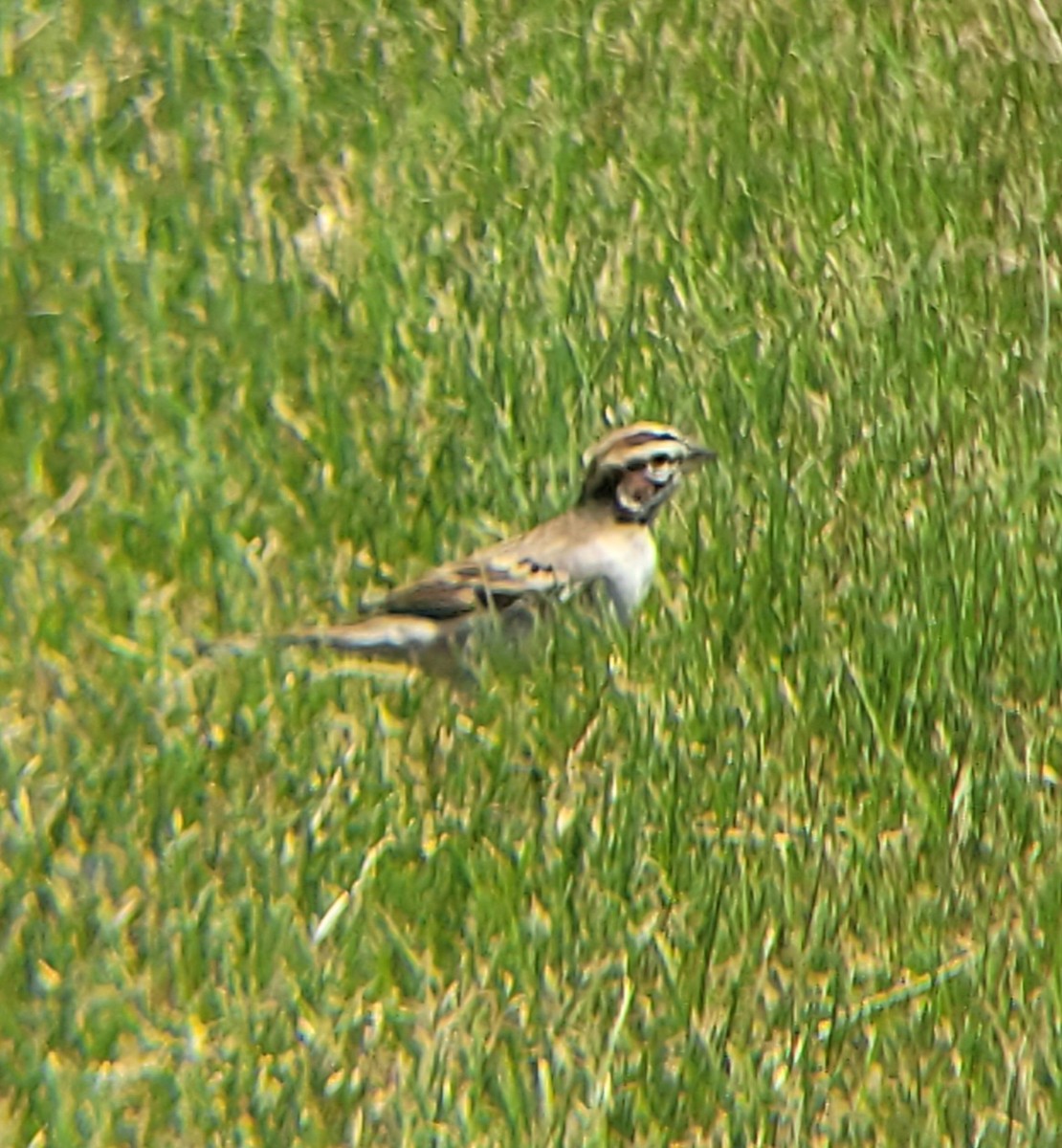 Lark Sparrow - ML616822735