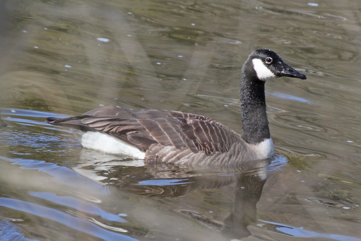 Canada Goose - ML616822747