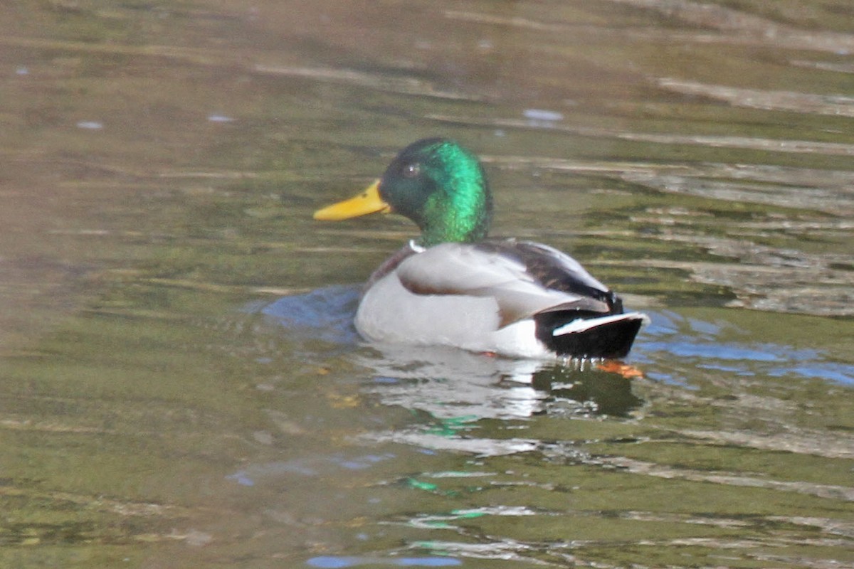 Mallard - ML616822798