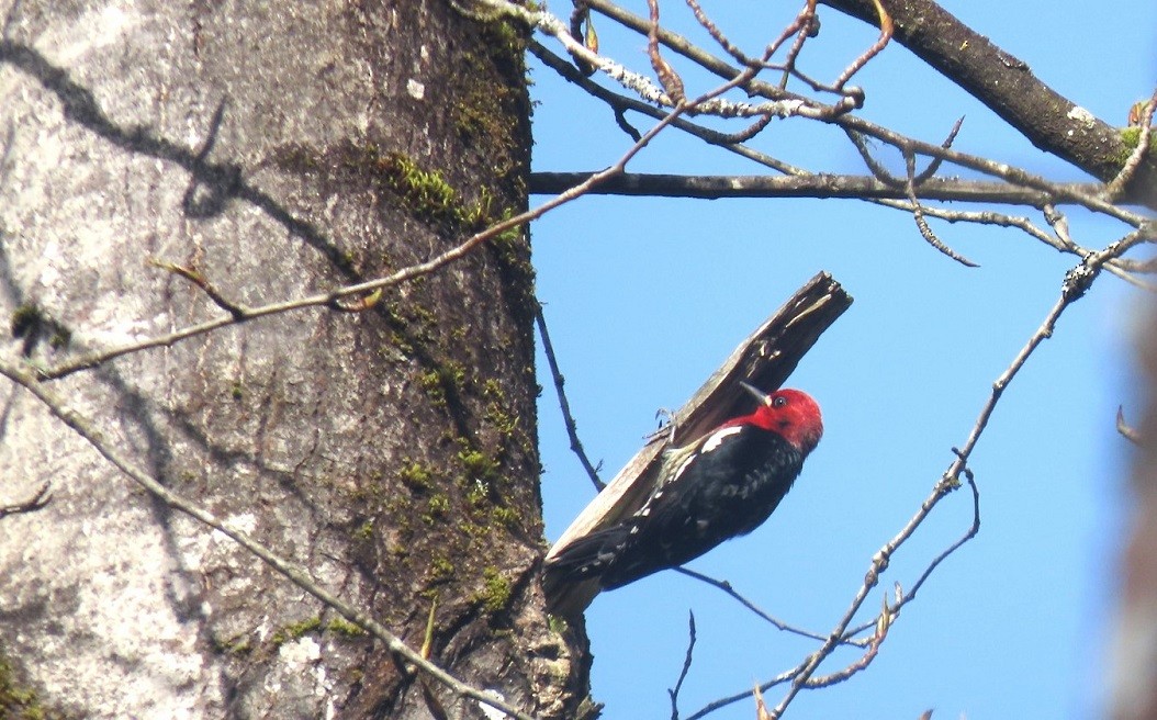 Red-breasted Sapsucker - ML616822812