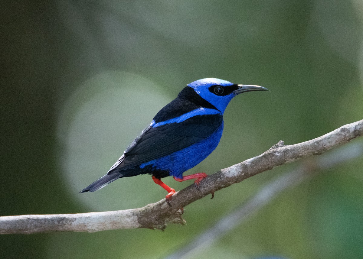 Red-legged Honeycreeper - Regina McNulty