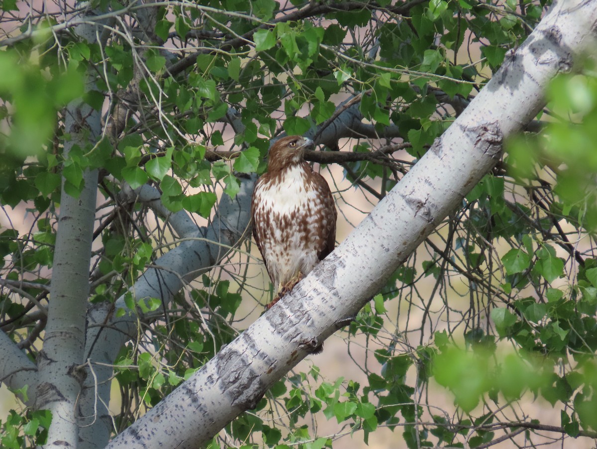 Rotschwanzbussard - ML616822838