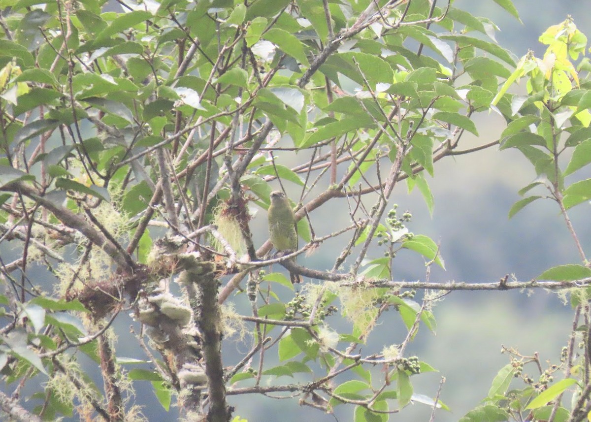 Orange-crested Flycatcher - ML616822848