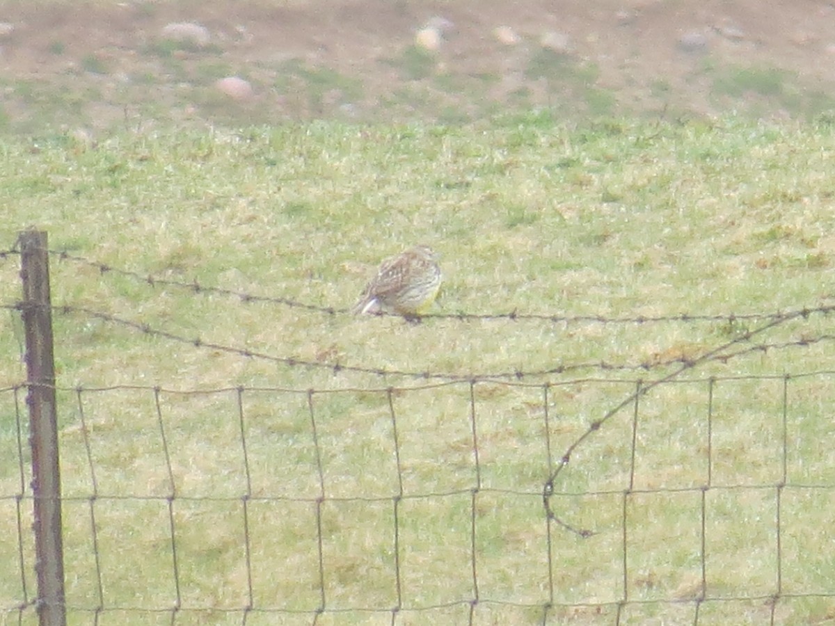 Eastern Meadowlark - ML616822855