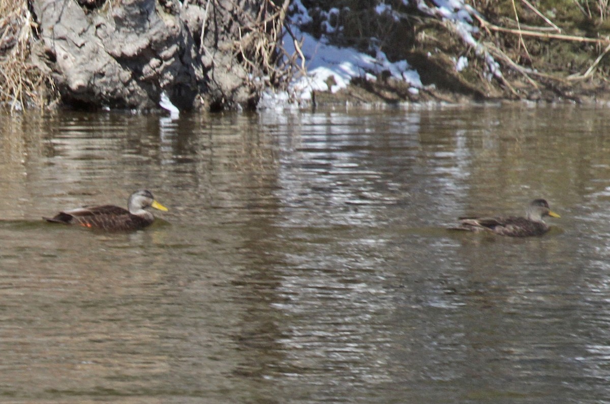 American Black Duck - ML616822861