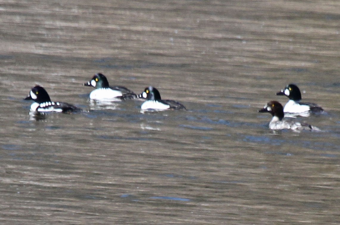 Common Goldeneye - ML616822900