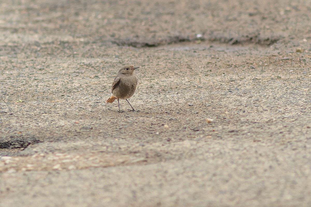 Black Redstart - ML616822907