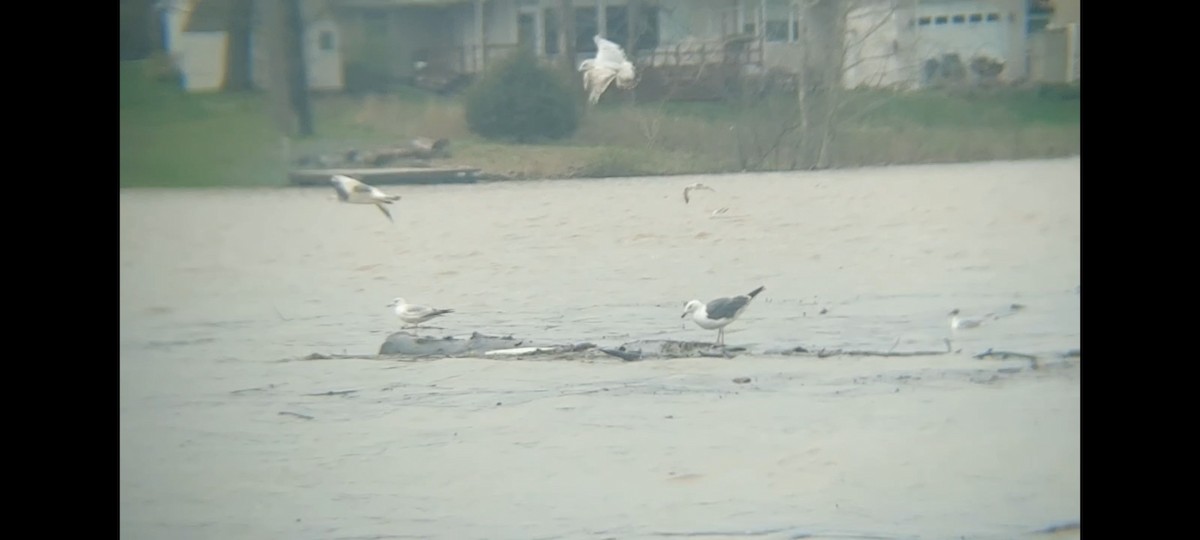 Lesser Black-backed Gull - Emerson Lisboa