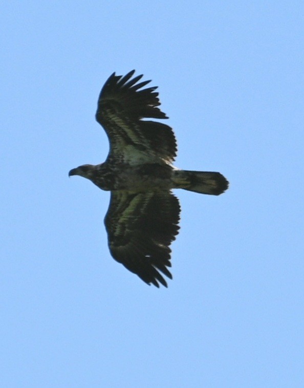 Bald Eagle - Jim McDaniel