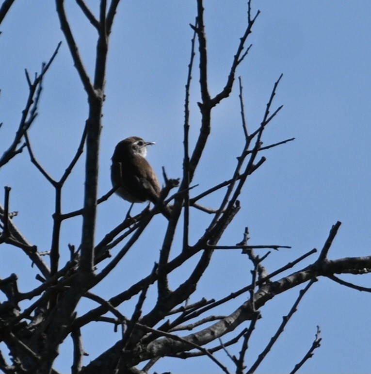 Bewick's Wren - ML616822934