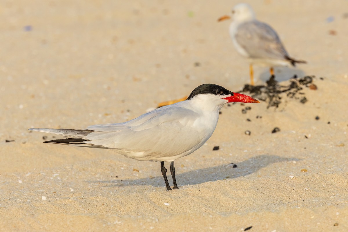 Caspian Tern - ML616822941