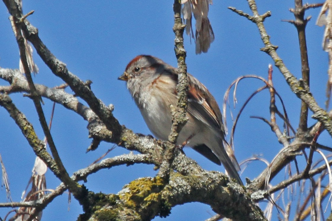 American Tree Sparrow - ML616822948