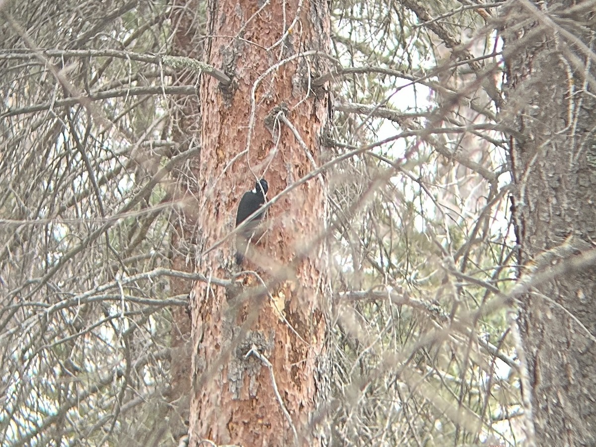 Black-backed Woodpecker - Aaron Roberge