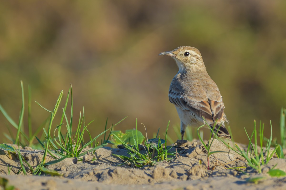 patagoniatunnelfugl - ML616822979