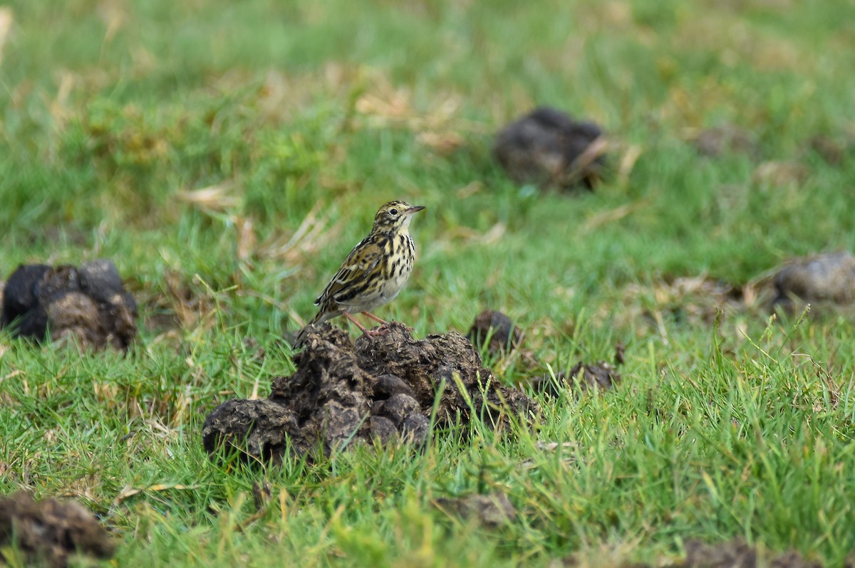 Correndera Pipit - ML616822984