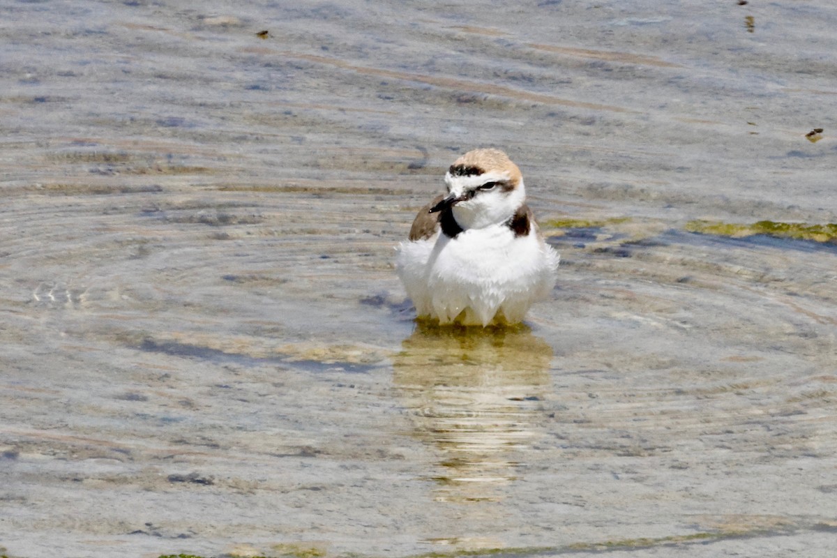 Kentish Plover - ML616823011