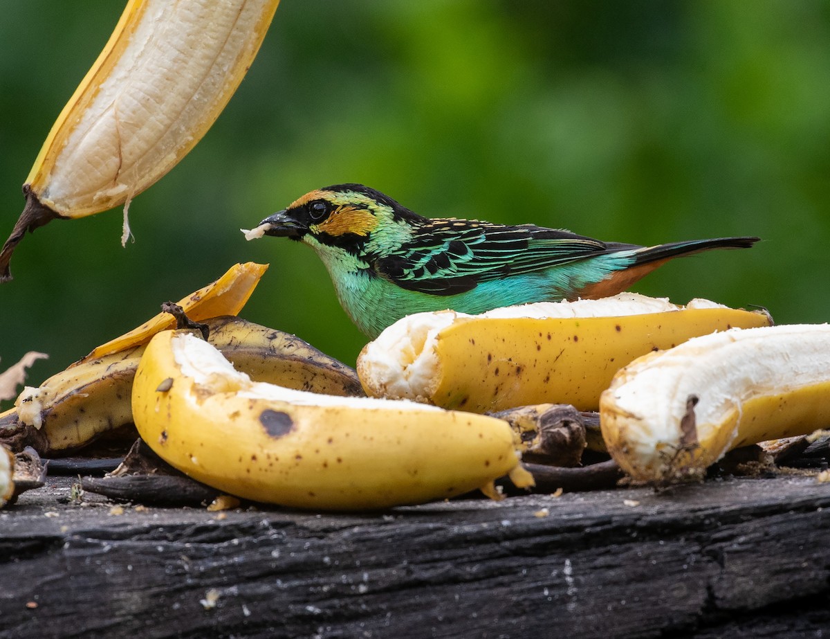 Golden-eared Tanager - William Price