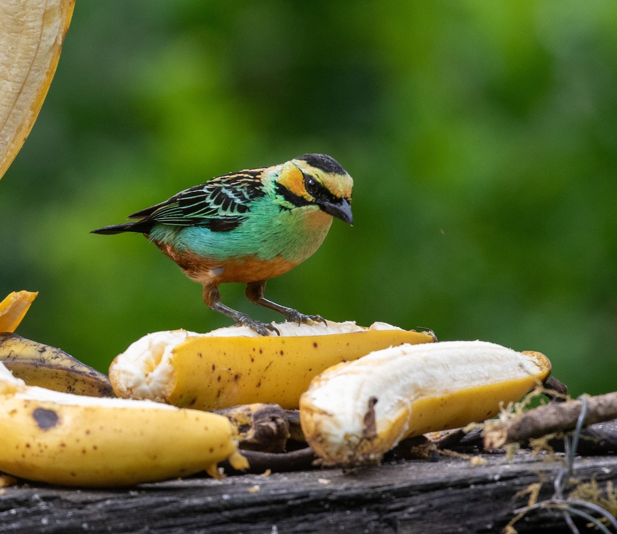 Golden-eared Tanager - ML616823027