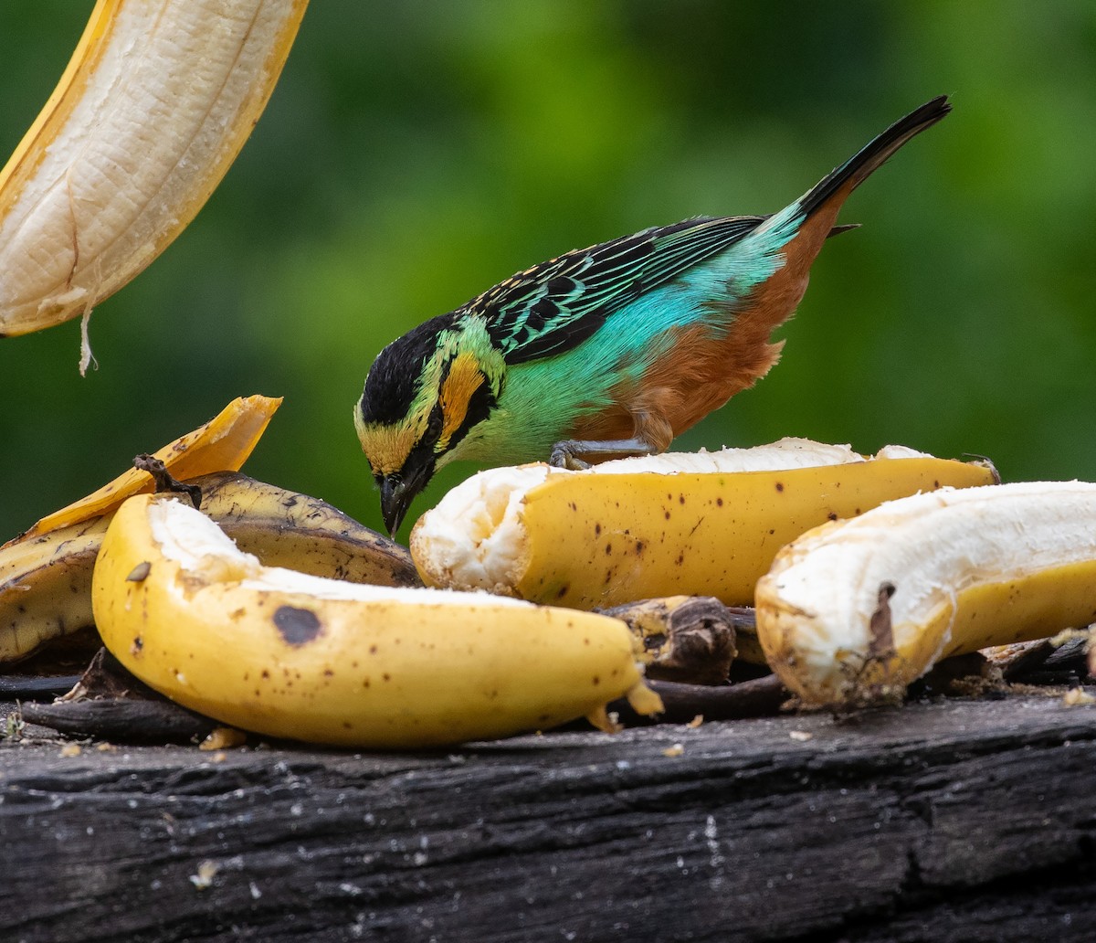 Golden-eared Tanager - ML616823034