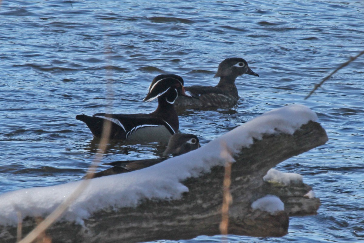 Wood Duck - ML616823039