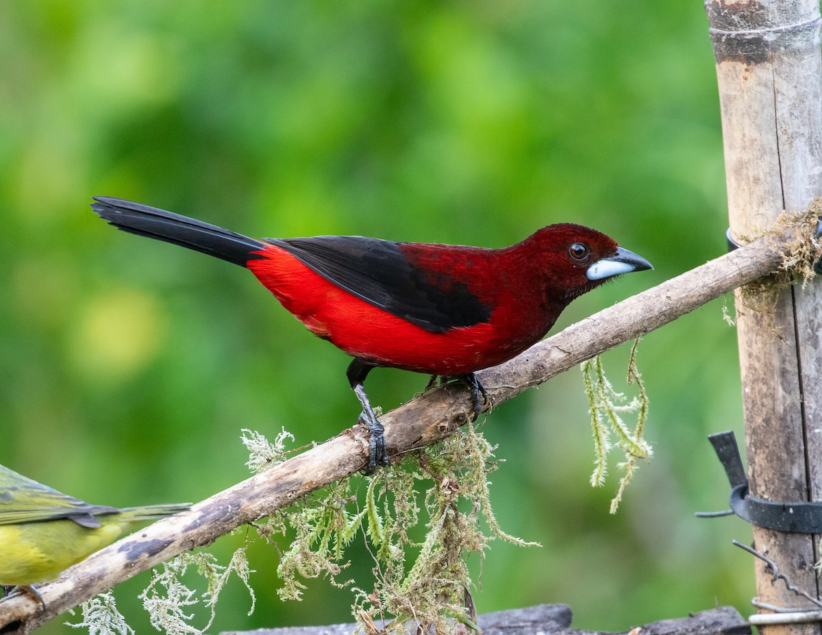 Crimson-backed Tanager - ML616823046