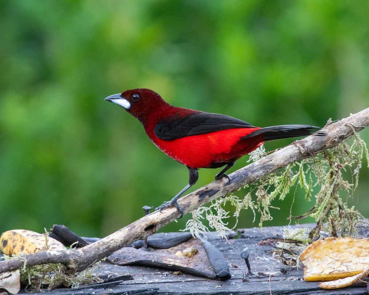 Crimson-backed Tanager - ML616823048