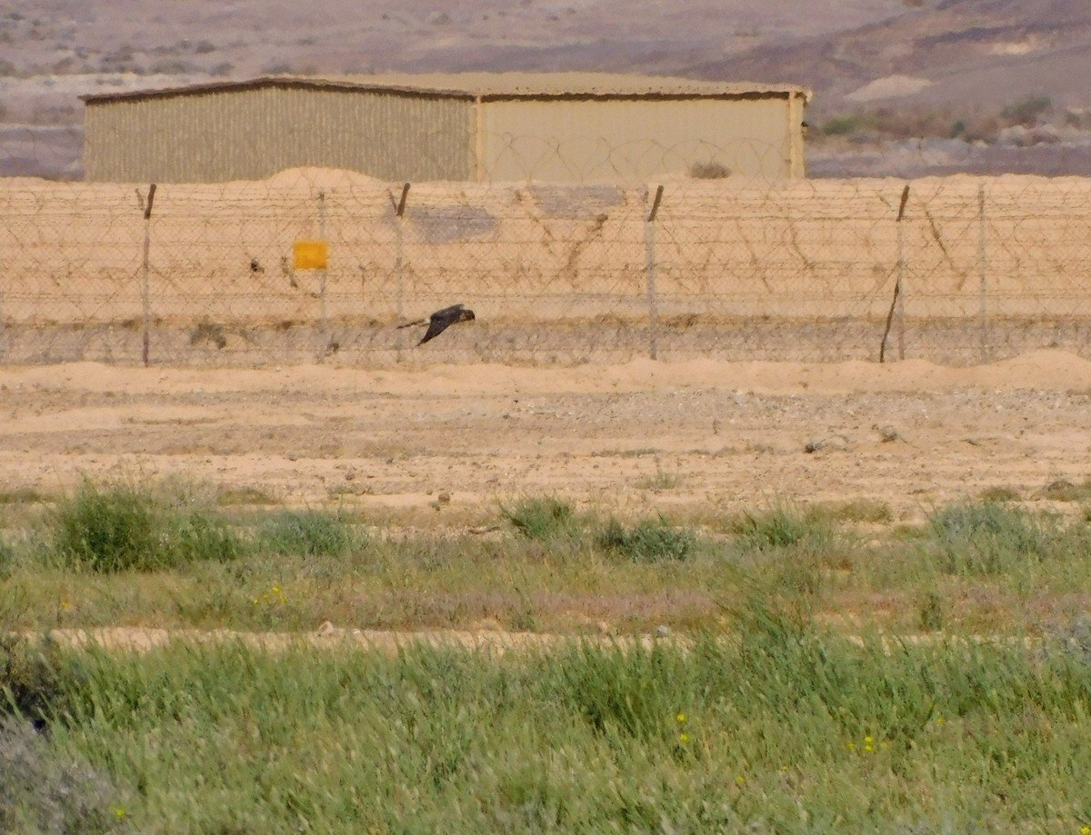 Pallid Harrier - Lavie Ragen